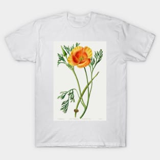 California poppy - Botanical Illustration T-Shirt